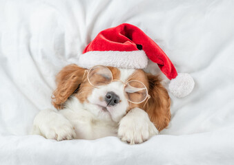 Poster - Cute Cavalier King Charles Spaniel puppy wearing red santa hat sleeps under white blanket  on a bed at home. Top down view