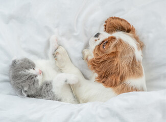 Canvas Print - Cavalier King Charles Spaniel and tiny kitten sleep together under white warm blanket on a bed at home. Top down view