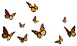 PNG Flying plain tiger butterflies butterfly animal insect