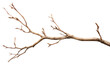 © Rawpixel.com - PNG  Branch plant tree white background