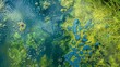 A closer look at a bluegreen algal bloom with individual cyanobacteria cells visible. The cells are ed together forming a mat on the