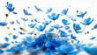 many flying blue petals flowers isolated on white background