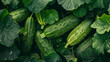 A plant that is a terrestrial plant, producing a bunch of cucumbers on a vine with green leaves. It belongs to the leaf vegetable and vegetable categories, serving as a natural food source