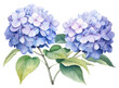 PNG Hydrangea flowers blossom plant white background