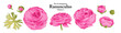 A series of isolated flower in cute hand drawn style. Ranunculus in vivid colors on transparent background. Drawing of floral elements for coloring book or fragrance design. Volume 3.