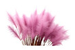 PNG Fountain grass accessories accessory fireworks