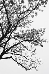 Wall Mural - A tree with no leaves is shown in black and white