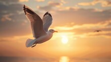 Single Seagull, Vast Sky, Close-up, Eye-level, Essence Of Freedom, Dawn's First Light