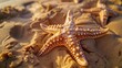 Starfish on sand, abstract form, close-up, low angle, marine star, morning light 