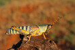 An elegant grasshopper (Zonocerus elegans) in natural habitat, South Africa.