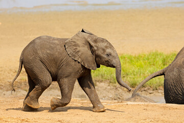 Canvas Print - A cute baby African elephant (Loxodonta africana), Kruger National Park, South Africa.