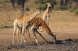 Giraffes (Giraffa camelopardalis) drinking at a waterhole, Kruger National Park, South Africa.