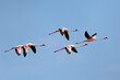 Lesser flamingo s(Phoenicopterus minor) in flight with open wings, South Africa.