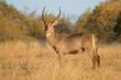 A male waterbuck antelope (Kobus ellipsiprymnus) in natural habitat, Kruger National Park, South Africa.