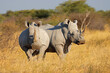 Endangered white rhinoceros (Ceratotherium simum) pair in natural habitat, South Africa.