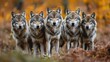 © pengedarseni - Wolf Pack Hunting Together in the Dense Forest, Coordinating Their Movements with Precision.