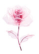 PNG Rose flower petal plant inflorescence