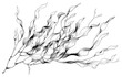PNG Seaweed drawing invertebrate illustrated