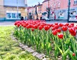 Beautiful red tulips in the city of Jaslo, Poland