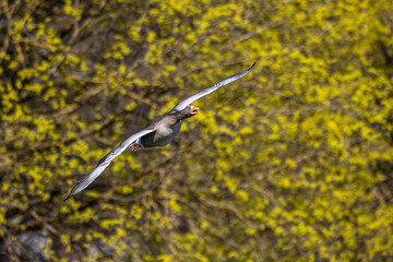 Canvas Print - The flying greylag goose, Anser anser is a species of large goose