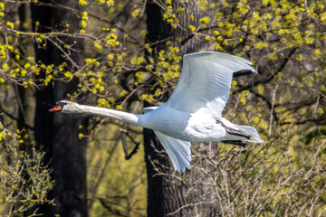 Wall Mural - Mute swan, Cygnus olor flying over a lake in the English Garden in Munich, Germany