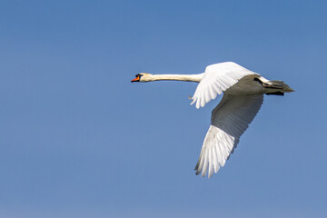 Wall Mural - Mute swan, Cygnus olor flying over a lake in the English Garden in Munich, Germany