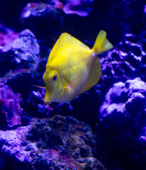 Canvas Print - Yellow tropical fish swimming in the blue water of the aquarium with corals