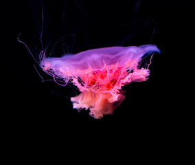 Wall Mural - Pink jellyfish swims in the sea on a black background