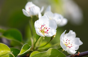 Sticker - Flowers on a pear tree in spring. Close-up