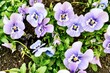 Colorful pansy flowers in the garden, selective focus, shallow DOF.