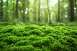 Lush green moss in a serene forest scene