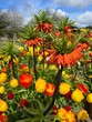Beautiful tuplip flowers in garden setting in Trentham Gardens United Kingdom in Spring time.