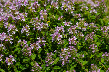 Wall Mural - Blossoming fragrant Thymus serpyllum, Breckland wild thyme, creeping thyme, or elfin thyme close-up, macro photo. Beautiful food and medicinal plant in the field in the sunny day