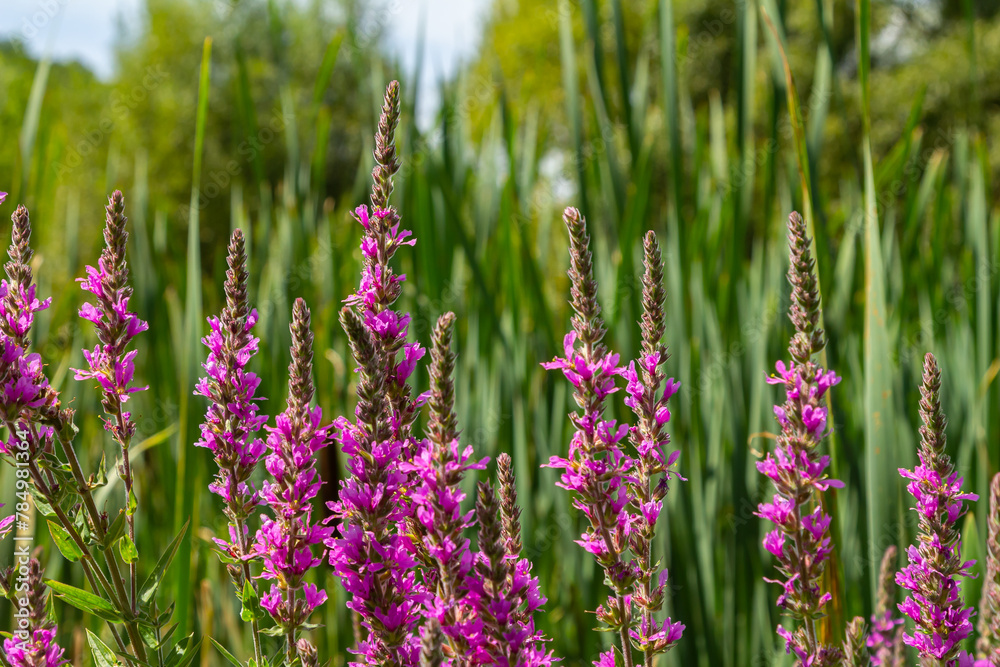 Lythraceae Examples Purple loosestrife Lythrum salicaria inflorescence. Flower spike of ...