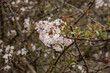 close up of the small blossoms of a winter snowball