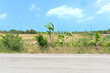 Horizontal view of empty asphalt road in Thailand. Background of banana trees beside road. and adjustment of agricultural plantations surrounding area . Under blue sky.