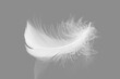 White Feather on Gray Background with Refection