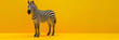 Sheep Of A Zebra And Theater Minimalism , Advertising portrait banner beautiful white black skin zebra simple look isolated on neutral . 
