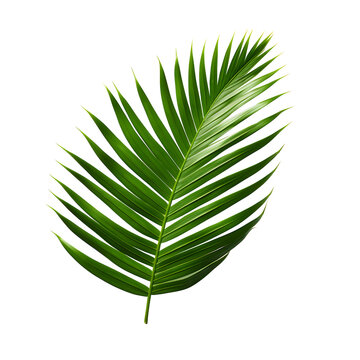 Clear tropics green palm foliage cut out transparent background  Ai Generated 