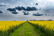 Gelb blühendes Rapsfeld mit Feldweg mit durch Saharastaub grau-blau verfärbtem, bewölktem Himmel
