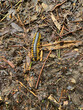 Black and Gold Flat Millipede., Apheloria virginiensis