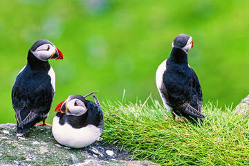 Canvas Print - Resting Atlantic puffins on a cliff at the coast