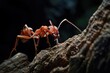 © Eyestetix Studio - Mystic portrait of Maroon Red Ant on root in studio, The insect's back is visible, full body shot, Close-up View,