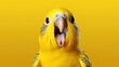 Studio portrait of surprised parakeet , isolated on yellow background. with empty copy space