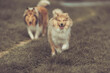 2 Collies in Bewegung mit Zunge raus rough Langhaar Hund outdoor Frühling, 1 Hund in Unschärfe