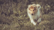 Hund rough Collie Langhaar sable rennt auf Rasen Zunge outdoor