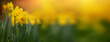 wiosenny baner, żonkile , narcyze w parku, daffodils	