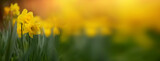 Fototapeta  - wiosenny baner, żonkile , narcyze w parku, daffodils	