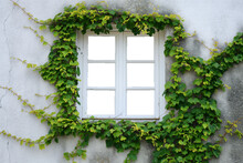 The Walls Of The House Are White With Empty Windows Covered With Vines. Ivy Grows Covering The Walls