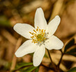 white flower of wood anemone (Anemone nemorosa) also known as windflower, thimbleweed, smell fox
